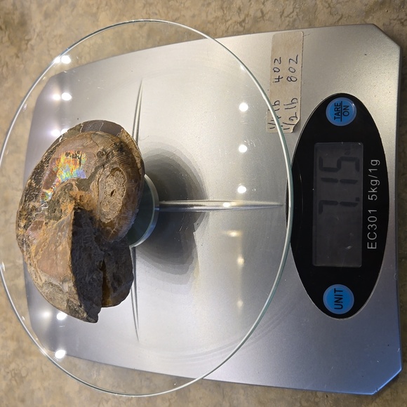 Ammonite With Beautiful Flashes - Picture 4 of 4